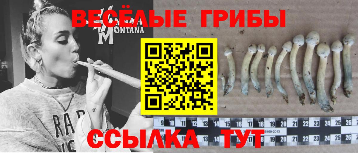 Псилоцибиновые грибы Psilocybine cubensis  Усть-Кут  Псилоцибиновые грибы Psilocybe 